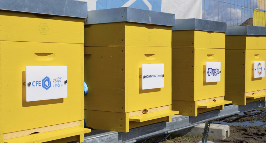 CFE adopts bees!